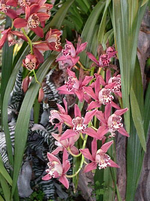 [Extending from a plant with very long thin leaves are branches each having about a dozen blooms. Each bloom has five pink petals and a center that sticks out like a cap and has dark pink speckles on a light pink background.]